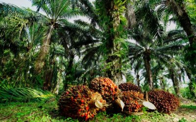 Konflik Perkebunan di Riau, Raden Adnan : Harus Diambil Tindakan, Bukan Hanya Hearing